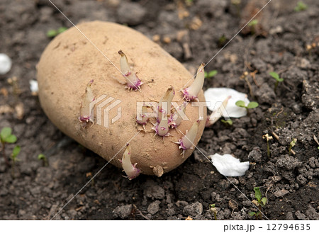 potato is on earth 12794635