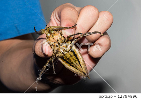 タガメのおなか 12794896