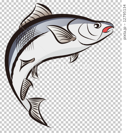三文魚  12795134