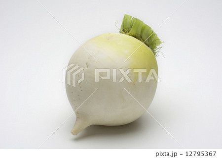 聖護院大根 12795367