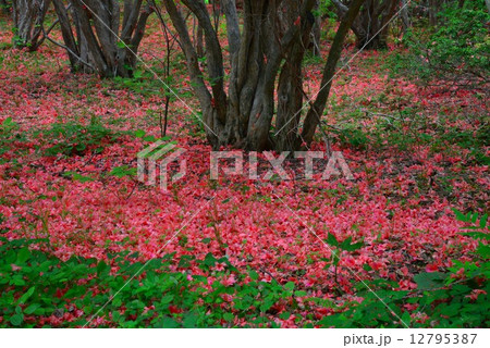 オンツツジ落花９ 徳島県山川町高越山船窪つつじ公園 の写真素材