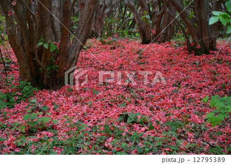 オンツツジ落花8 (徳島県山川町高越山船窪つつじ公園) オンツツジ落花8 (徳島県山川町高越山船窪つつじ公園) 12795389