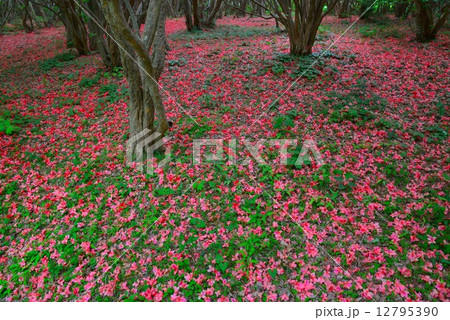 オンツツジ落花７ 徳島県山川町高越山船窪つつじ公園 の写真素材