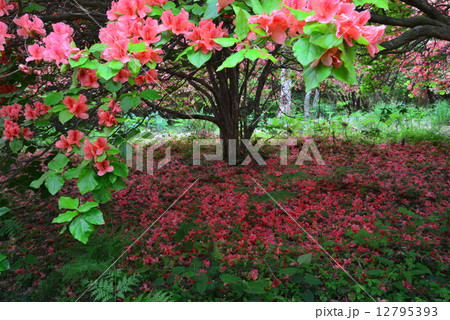 オンツツジ落花4 (徳島県山川町高越山船窪つつじ公園) オンツツジ落花4 (徳島県山川町高越山船窪つつじ公園) 12795393