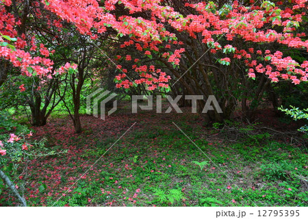 オンツツジ群落１ 徳島県山川町高越山船窪つつじ公園 の写真素材