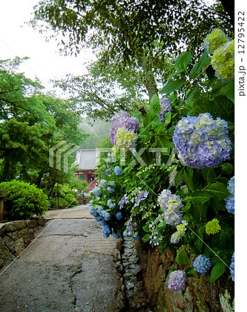 矢田寺・満開の紫陽花 矢田寺・満開の紫陽花 12795422