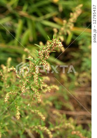 植物・ヨモギ　キク科 12795437