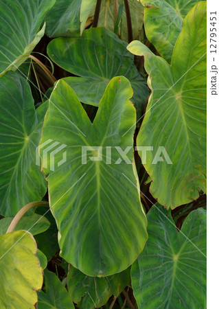 植物・ヤツガシラ　サトイモ科 12795451