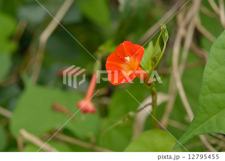 植物・マルバルコウソウ ヒルガオ科 植物・マルバルコウソウ ヒルガオ科 12795455