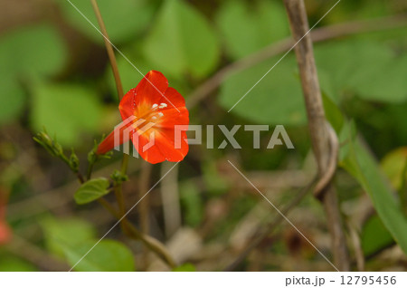 植物・マルバルコウソウ ヒルガオ科 植物・マルバルコウソウ ヒルガオ科 12795456