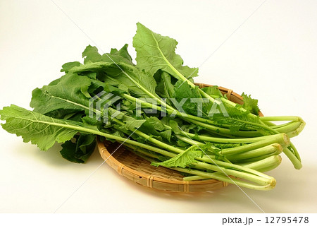 からし菜 12795478