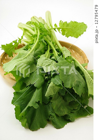 からし菜 12795479