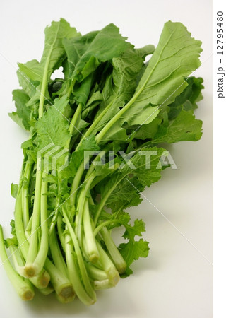 からし菜 12795480