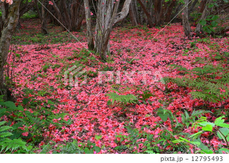 オンツツジ落花３ 徳島県山川町高越山船窪つつじ公園 の写真素材