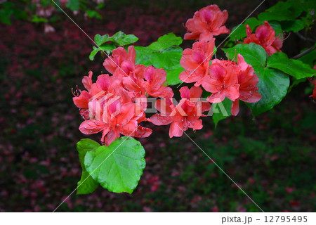 オンツツジ落花2 (徳島県山川町高越山船窪つつじ公園) オンツツジ落花2 (徳島県山川町高越山船窪つつじ公園) 12795495