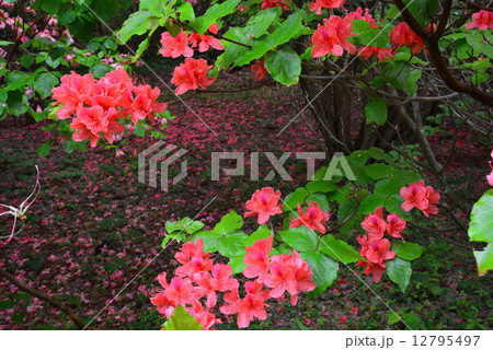 オンツツジ落花１ 徳島県山川町高越山船窪つつじ公園 の写真素材