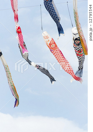 鯉のぼり 12795544