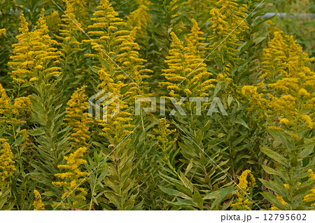 植物 セイタカアワダチソウ キク科の写真素材