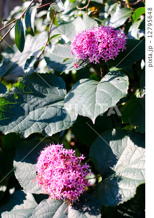 ボタンクサギ ボタンクサギ 12795648