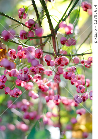 マユミ マユミ 12795654