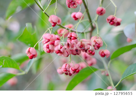 マユミ マユミ 12795655