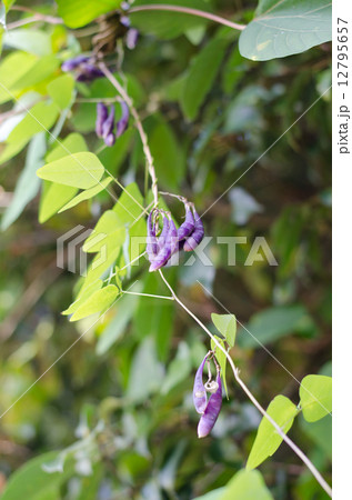 ノササゲ(豆果) ノササゲ(豆果) 12795657