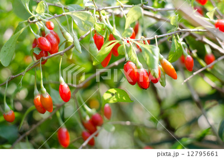 クコ クコ 12795661