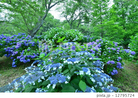 アジサイの森6 (香川県三豊市詫間紫雲出山) アジサイの森6 (香川県三豊市詫間紫雲出山) 12795724