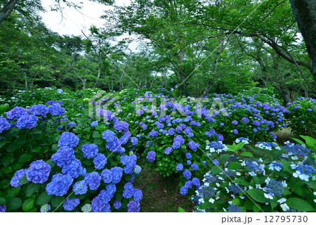 アジサイの森１　（香川県三豊市詫間紫雲出山） 12795730
