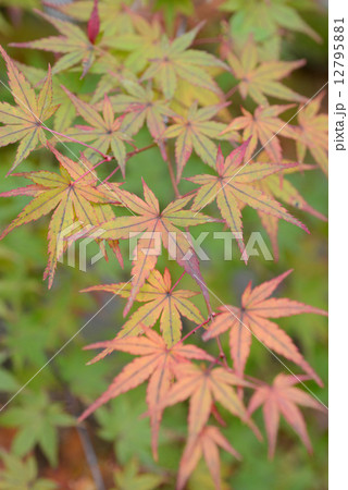 秋の芸術 12795881