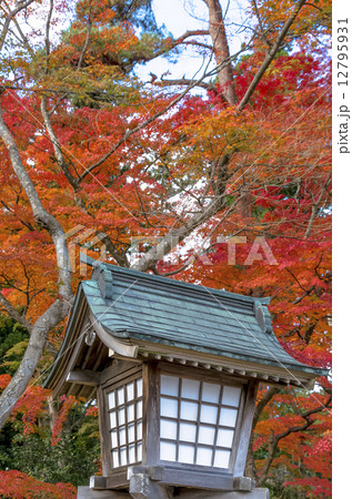 塩竃神社・参道の灯篭と紅葉 塩竃神社・参道の灯篭と紅葉 12795931
