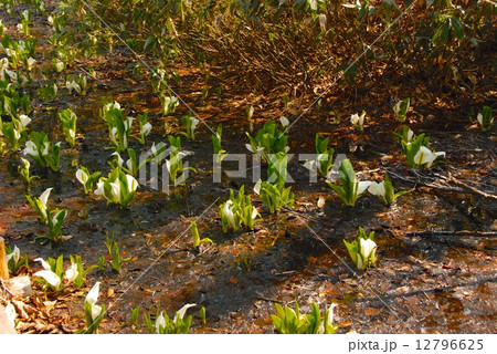 ミズバショウ（尾瀬ヶ原） 12796625