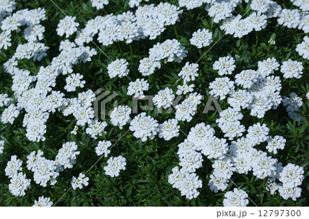 常盤薺トキワナズナ イベリスとも呼ばれています。 常盤薺トキワナズナ イベリスとも呼ばれています。 12797300