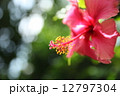 ハイビスカス ハイビスカス 12797304