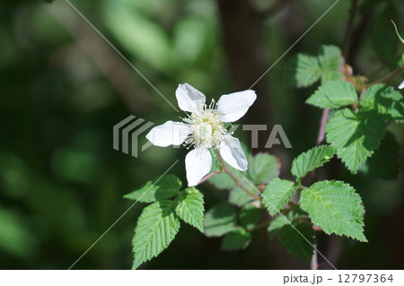 草苺クサイチゴ　木苺の仲間です。 12797364
