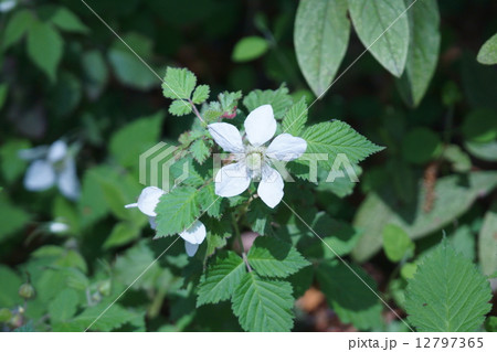 草苺クサイチゴ　木苺の仲間です。 12797365