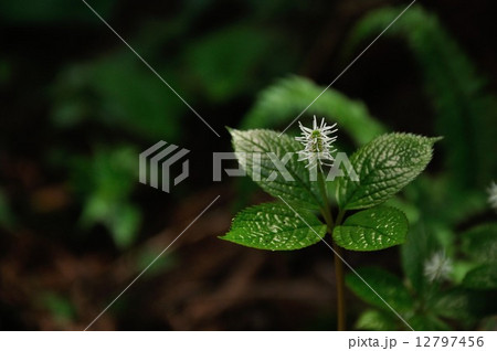 ヒトリシズカ ヒトリシズカ 12797456