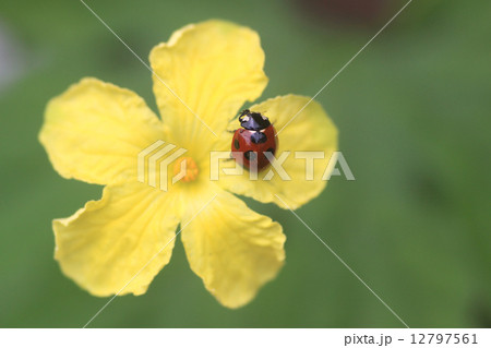 ゴーヤの花とテントウムシ 12797561
