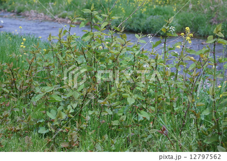 虎杖　イタドリの新芽。とても美味しそうなのですが・・・ 12797562