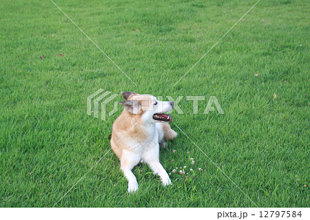 芝生の上で伏せている犬の写真素材