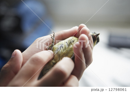 A young girl, a birdwatcher and nature lover, holding a small wild bird in her hands. 12798061