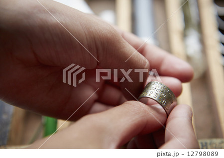 Girl holding a bird marker tag or ring. 12798089
