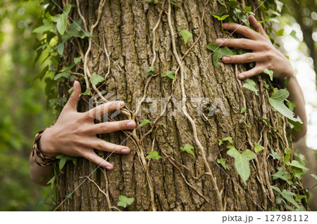 A person hugging an oak tree. Hands spread across the bark. A person hugging an oak tree. Hands spread across the bark. 12798112