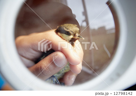 A young girl, a birdwatcher and nature lover, holding a small wild bird in her hands. 12798142