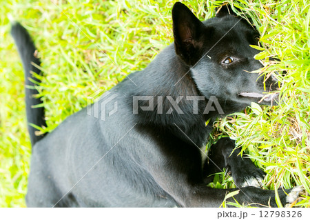 black dog lying 12798326