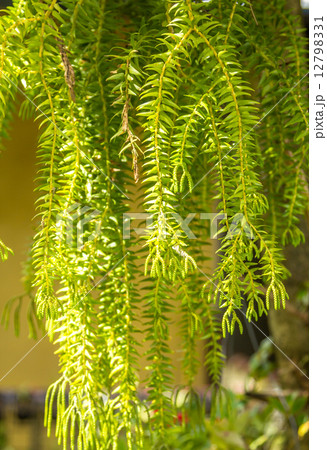 ornamental plants 12798331