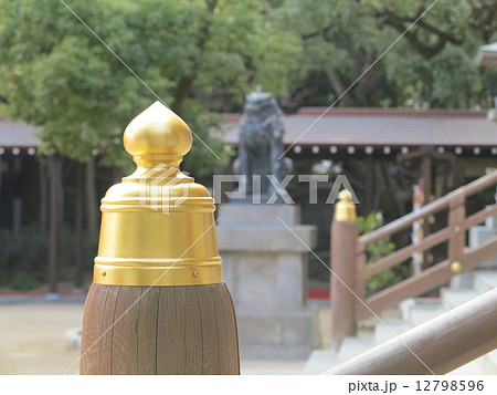 ぎぼし ぎぼし 12798596