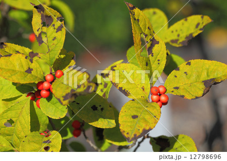 ウメモドキの赤い実 ウメモドキの赤い実 12798696