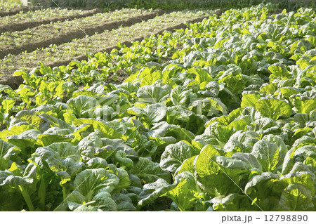高菜畑 12798890