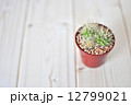 サボテン 12799021